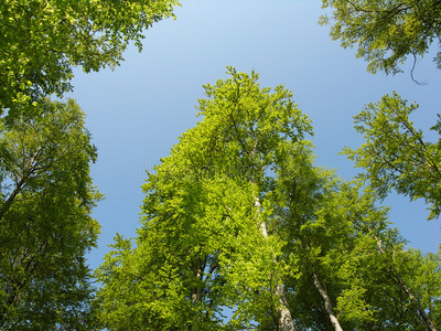 山毛榉林