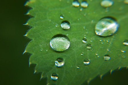 树叶上的雨