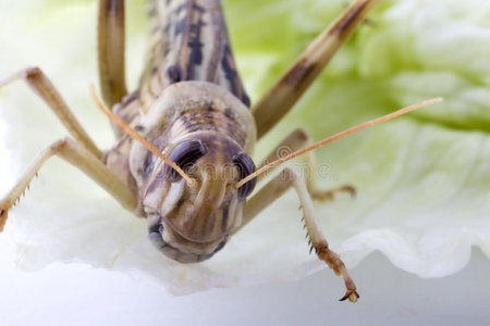 沙漠蝗虫非洲沙漠蝗虫照片