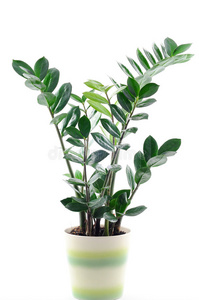 白色盆栽绿色植物