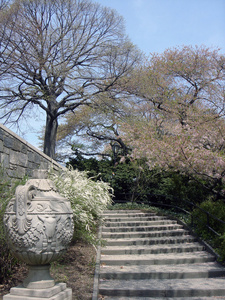 楼梯和中央公园的樱花