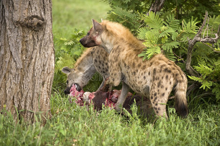 鬣狗在吃死动物照片