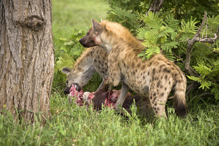 鬣狗在吃死动物照片