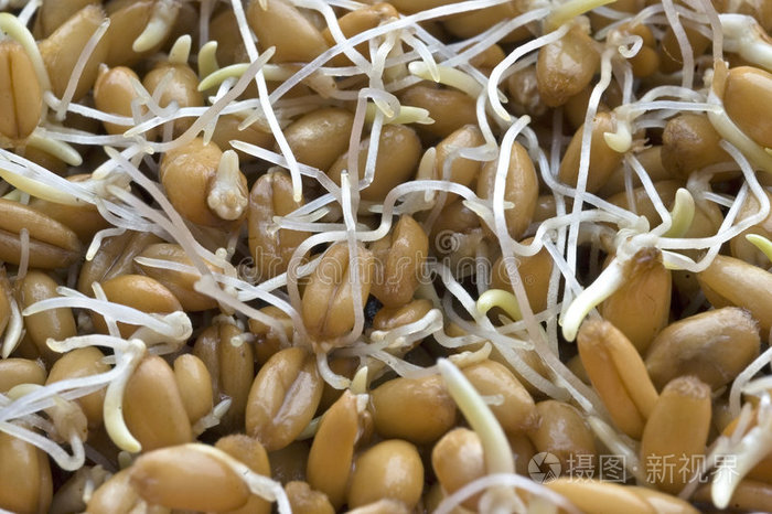 小麦胚芽特写