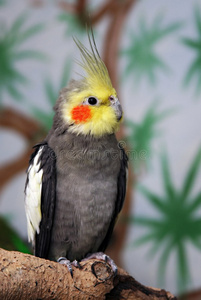 cockatiel，男