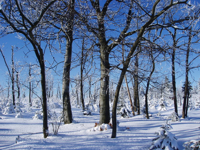 冬天的树木