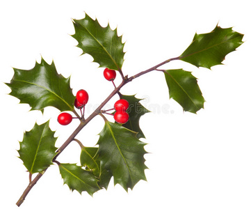 单花冬青图片-单花冬青素材-单花冬青插画-摄图新视界