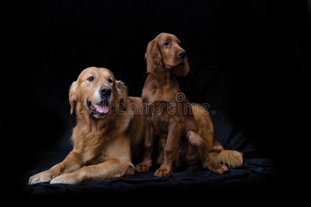 金毛猎犬和爱尔兰塞特犬图片