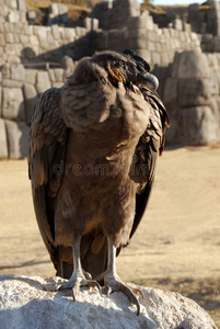 萨塞瓦曼的安第斯秃鹰