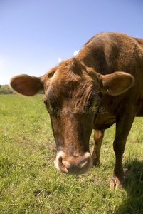 怎么样,褐牛?照片