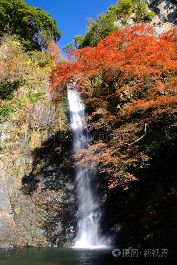 有日本枫树的瀑布