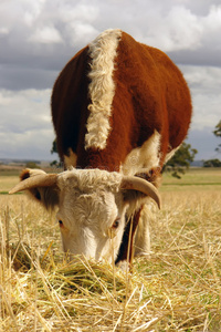 赫里福德奶牛在田里吃草