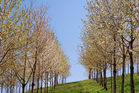 春天的树木