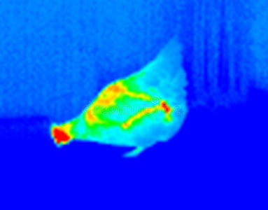 温度表摄食母鸡图片