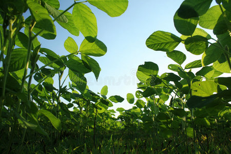 燕麦粥与牛奶, 水果和花生在木质背景, 健康粥与蓝莓, 香蕉和桃切片