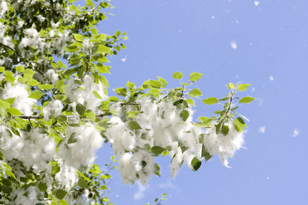 夏日景色-白杨绒毛照片