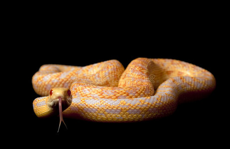 白化病圣地牙哥地鼠蛇图片