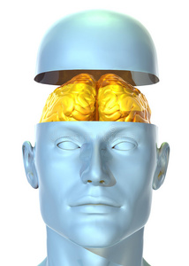 黄金脑黄金头脑照片