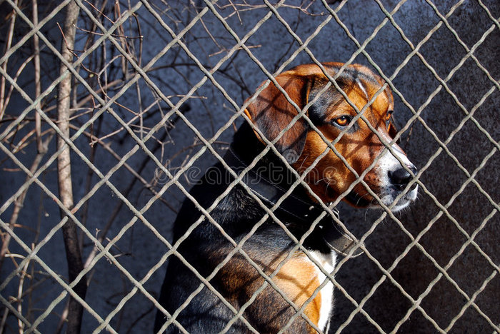关在笼子里的狗