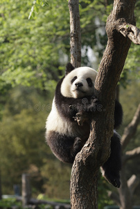 熊猫宝宝睡在树.version二