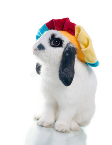 可爱的复活节兔子特写镜头