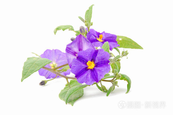 马铃薯匍匐茎