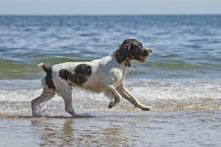 英国斯普林格猎犬