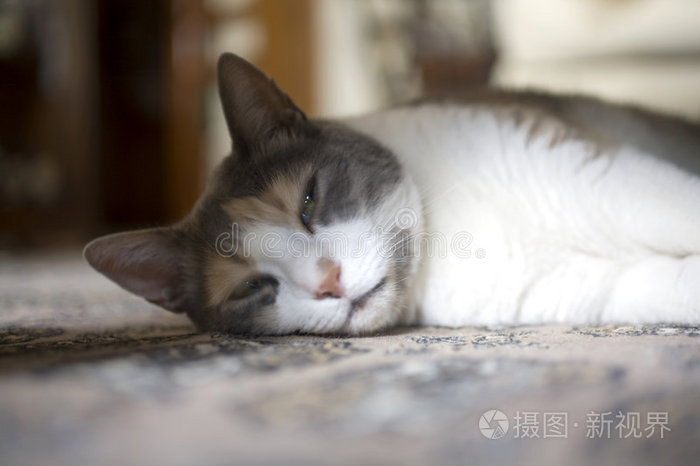 睡意朦胧的宠物猫躺在地毯上