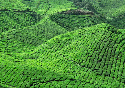 鲜绿茶种植园