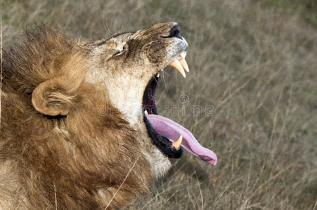 狮子张大嘴巴打哈欠照片