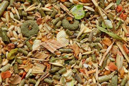 啮齿啮齿动物的食物照片