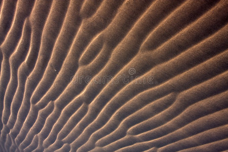 沙漠景观细节图片
