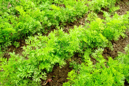 人工饲养小胡萝卜图片