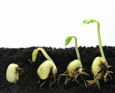 不同种子在土壤中发芽的俯视图西瓜植物生长台从种子,种子ling,发芽