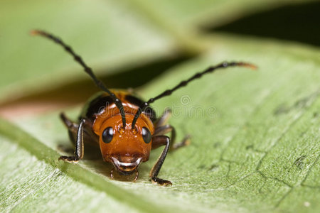 可爱的甲虫脸