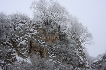 白雪覆盖的树木