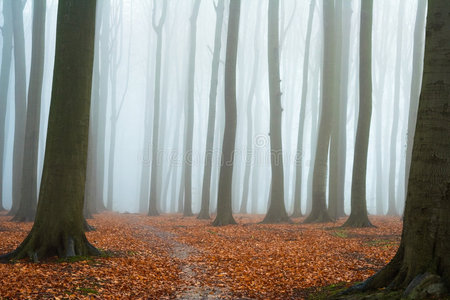 雾气弥漫的秋山毛榉林