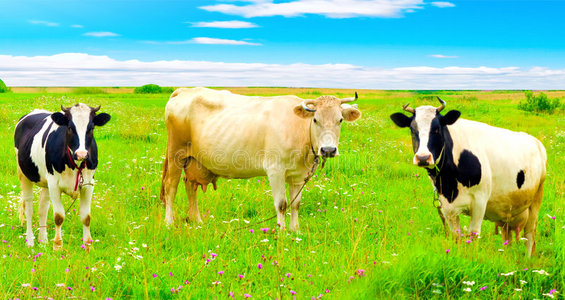 有趣的母牛图片