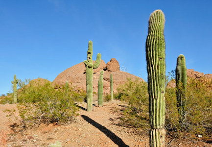 亚利桑那沙漠中的仙人掌照片
