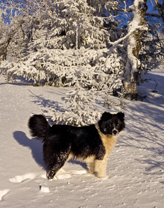 冬林中的狗