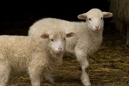 谷仓里的复活节羔羊双胞胎