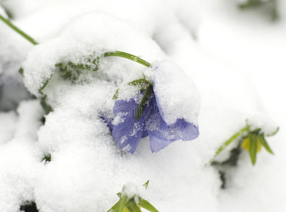 晚春雪