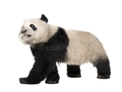 大熊猫18个月大熊猫