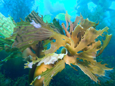 鱼腥藻图片-鱼腥藻素材-鱼腥藻插画-摄图新视界