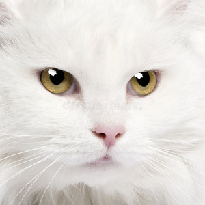 一只白色安哥拉猫的特写镜头5年