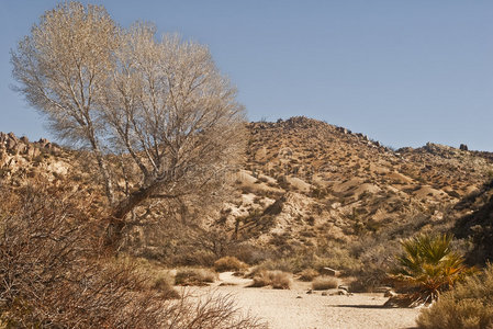 沙漠中的烟树图片