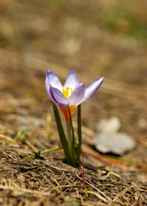 小春花