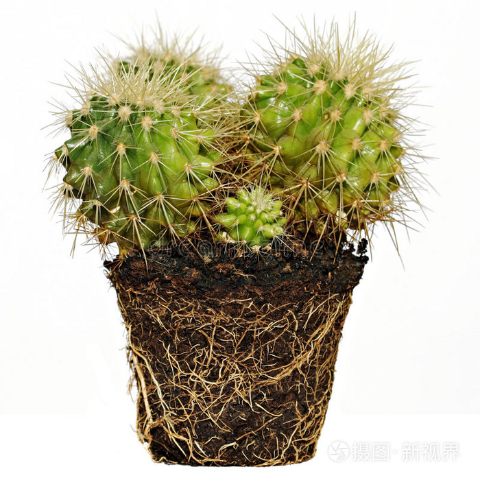 仙人掌刺特写混凝土地面仙人掌盆栽仙人掌树根仙人掌树干和树皮树表面