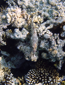 伪装的鱼和珊瑚