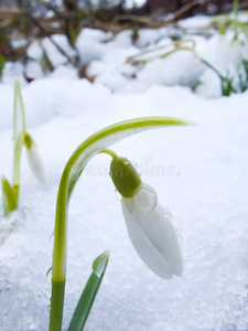 雪滴